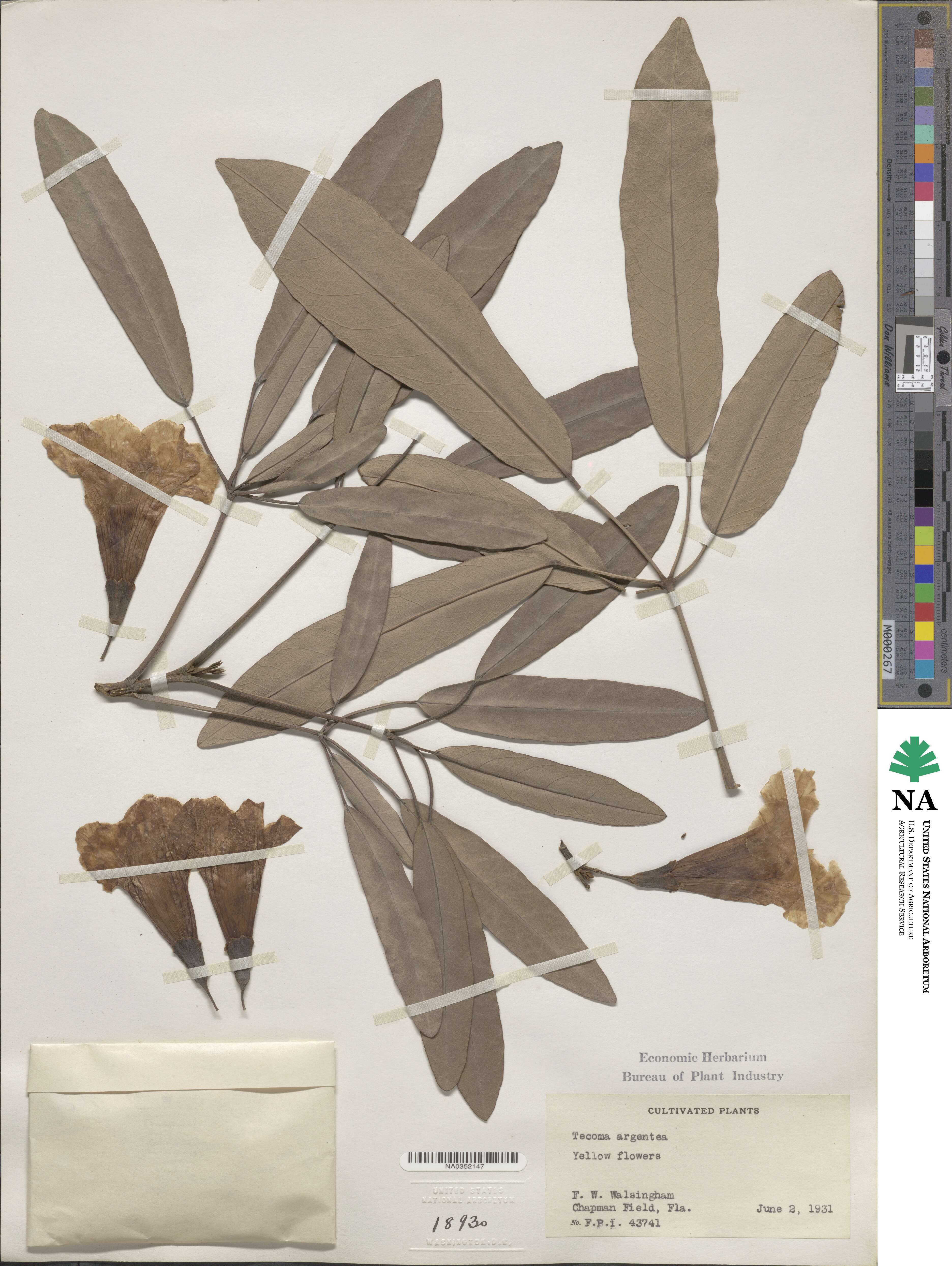 Tabebuia aurea image