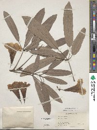 Tabebuia aurea image