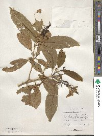 Tecoma castanifolia image