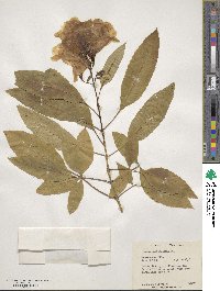 Tecoma castanifolia image