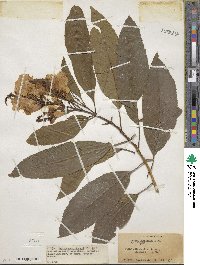 Tecoma castanifolia image