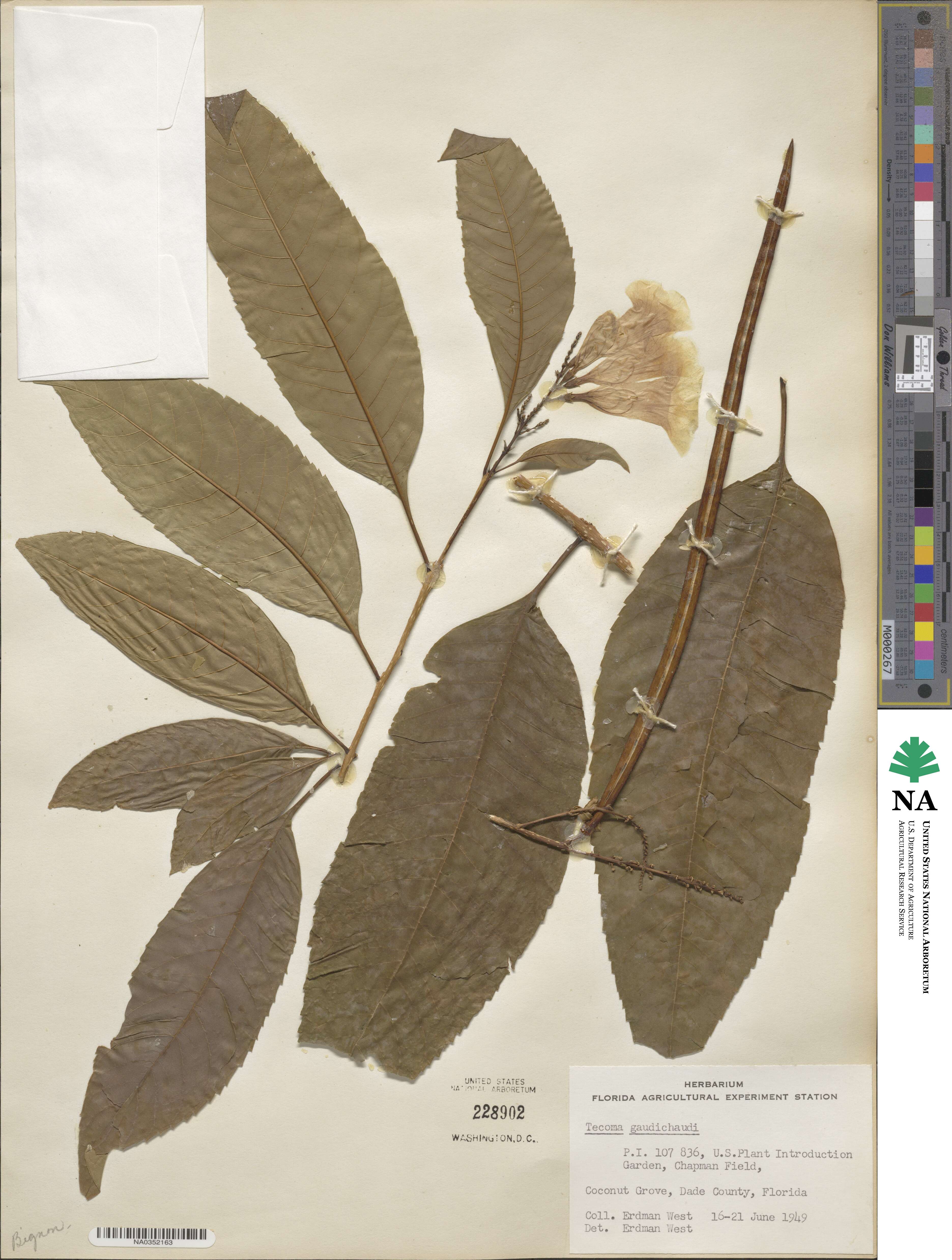 Tecoma castanifolia image