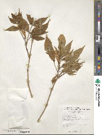 Tecoma stans var. velutina image