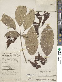 Tabebuia rosea image