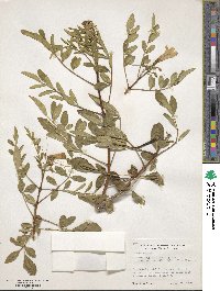 Tecoma stans var. sambucifolia image