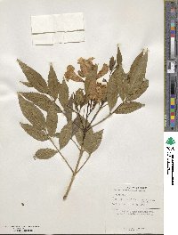 Tecoma stans var. sambucifolia image