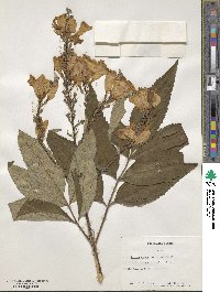 Tecoma stans var. velutina image