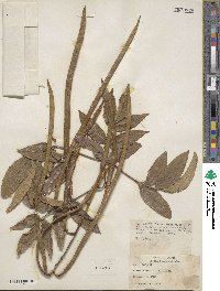 Tecoma stans var. velutina image