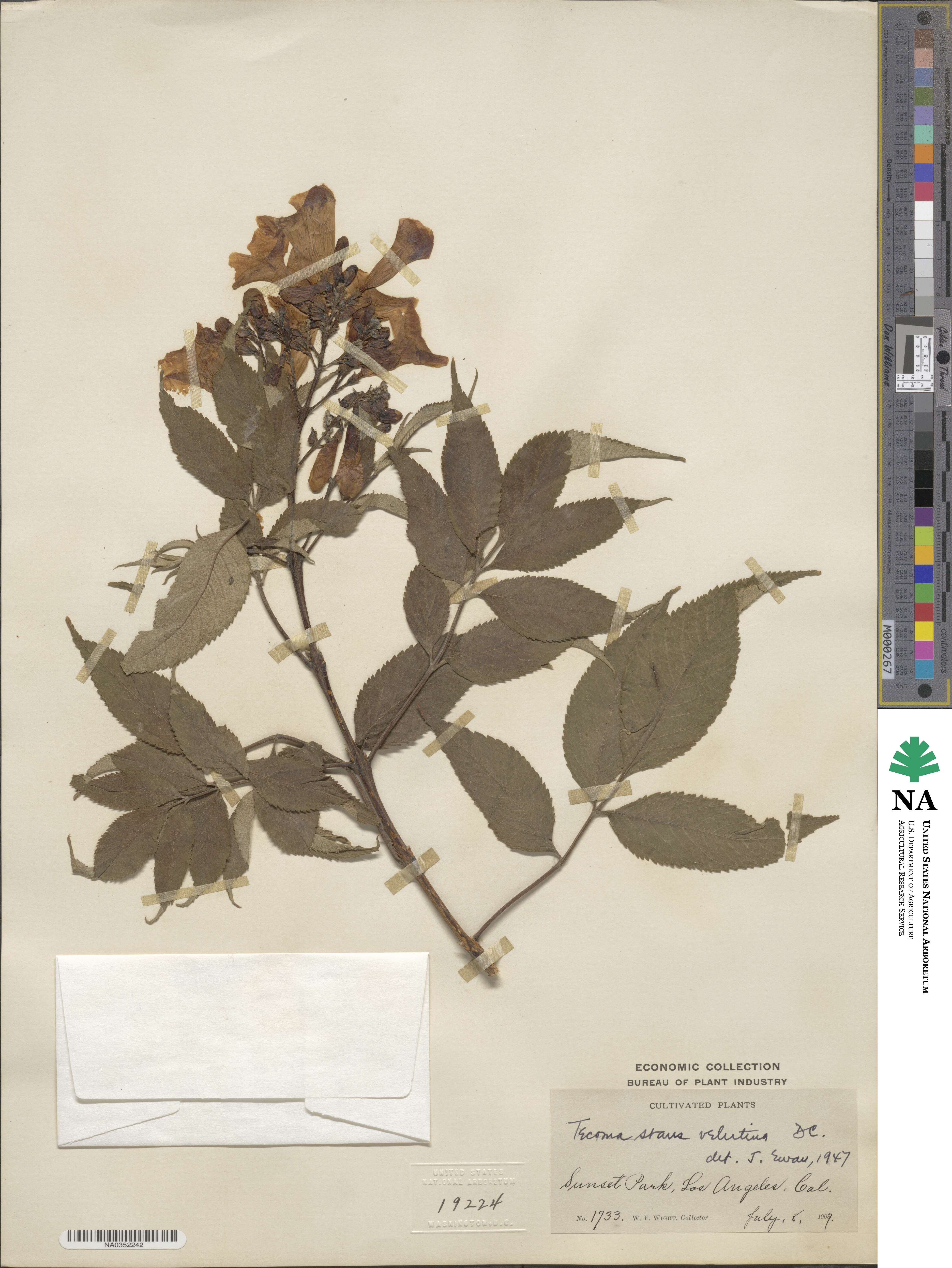 Tecoma stans var. velutina image