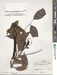 Dolichandrone spathacea image