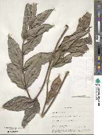 Spathodea campanulata image