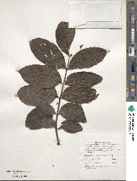 Spathodea campanulata image