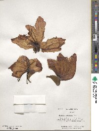 Spathodea campanulata image