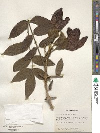 Spathodea campanulata image