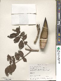 Spathodea campanulata image