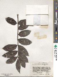 Spathodea campanulata image