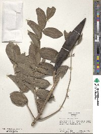 Spathodea campanulata image