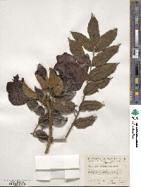 Spathodea campanulata image