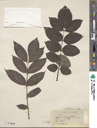 Spathodea campanulata image