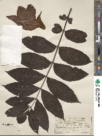 Spathodea campanulata image