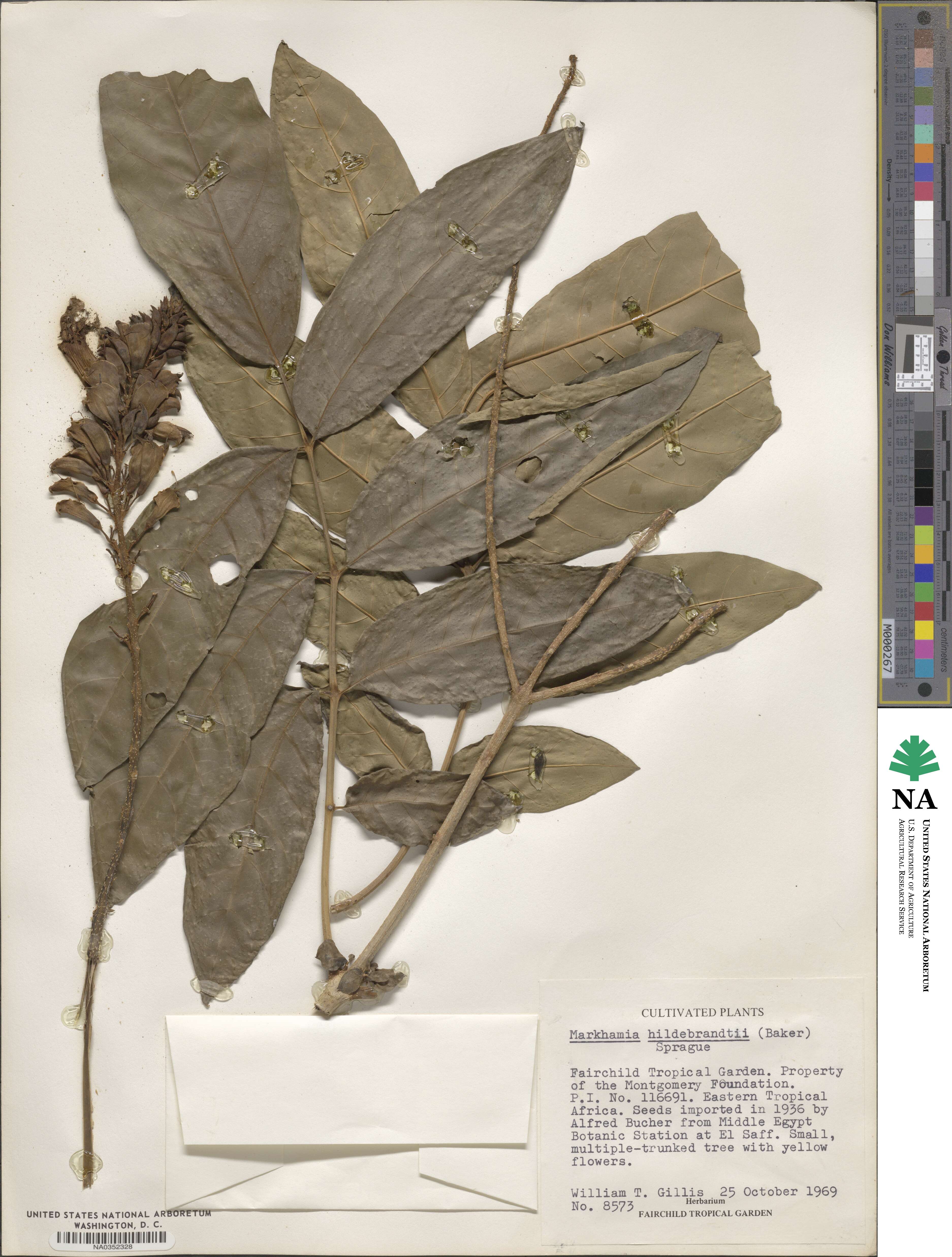 Markhamia lutea image