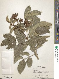 Markhamia obtusifolia image