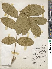 Markhamia lutea image