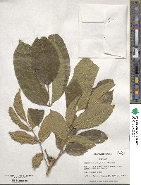 Markhamia lutea image