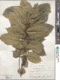 Markhamia lutea image