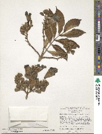 Markhamia lutea image