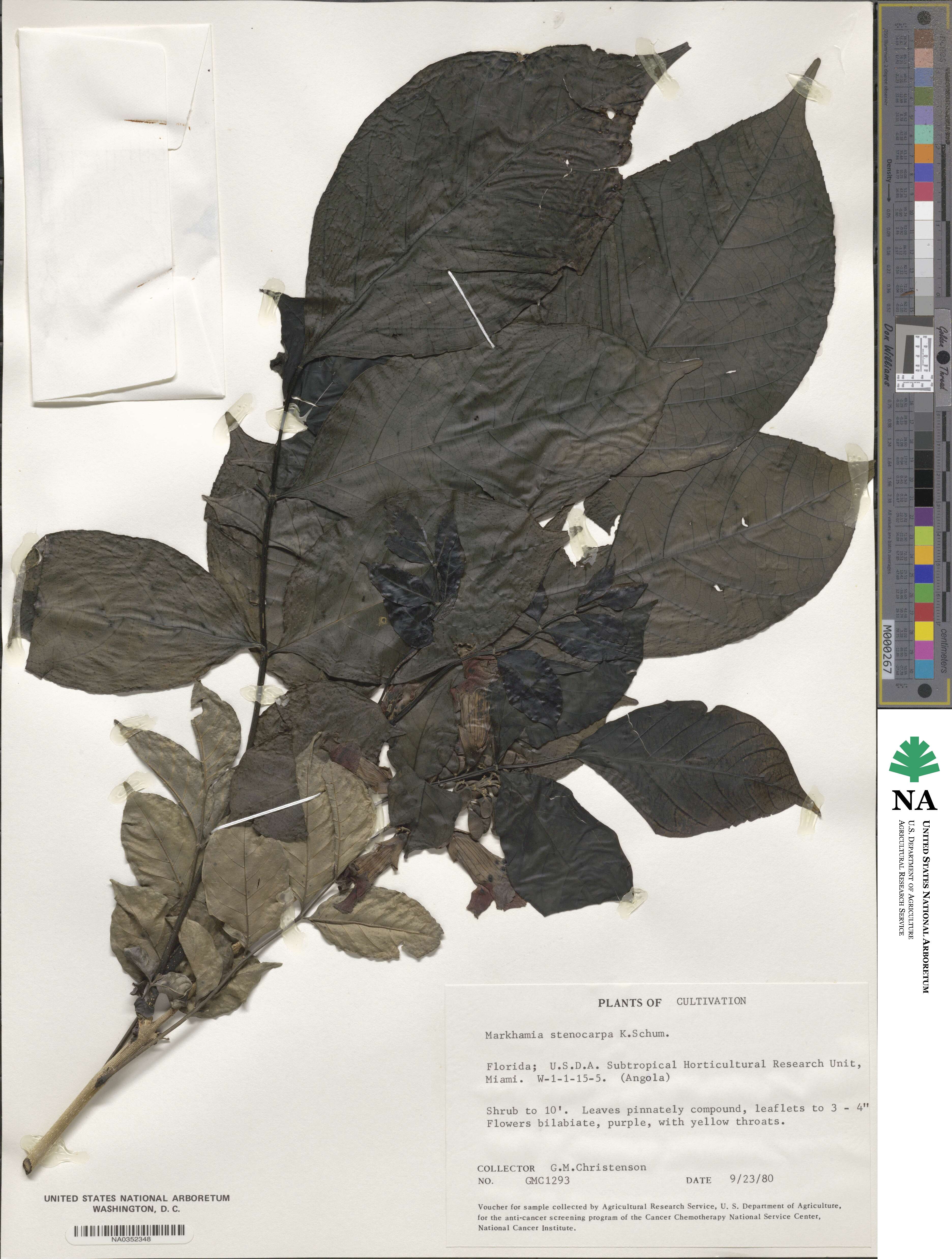 Markhamia image