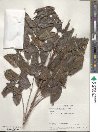 Stereospermum suaveolens image