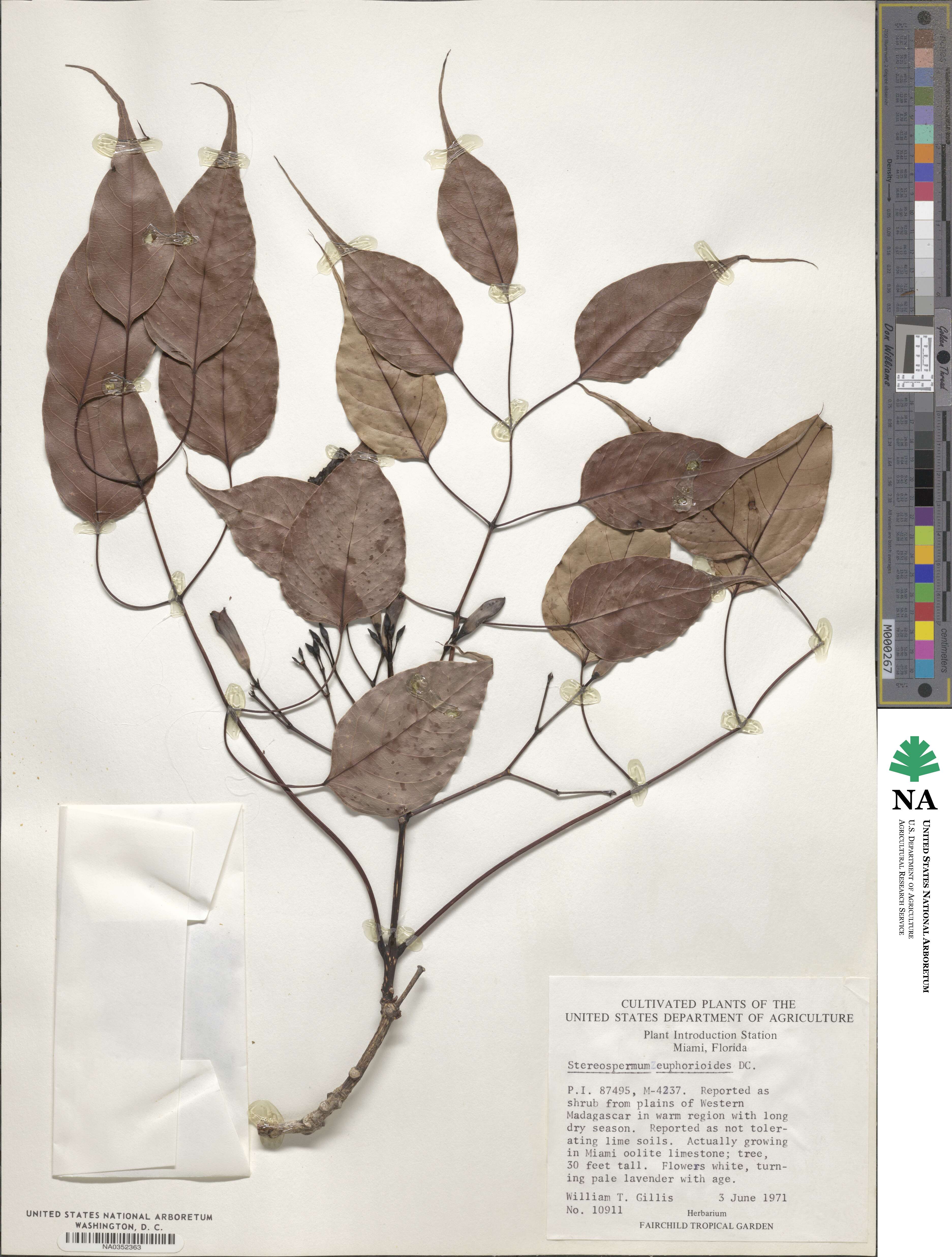 Stereospermum image