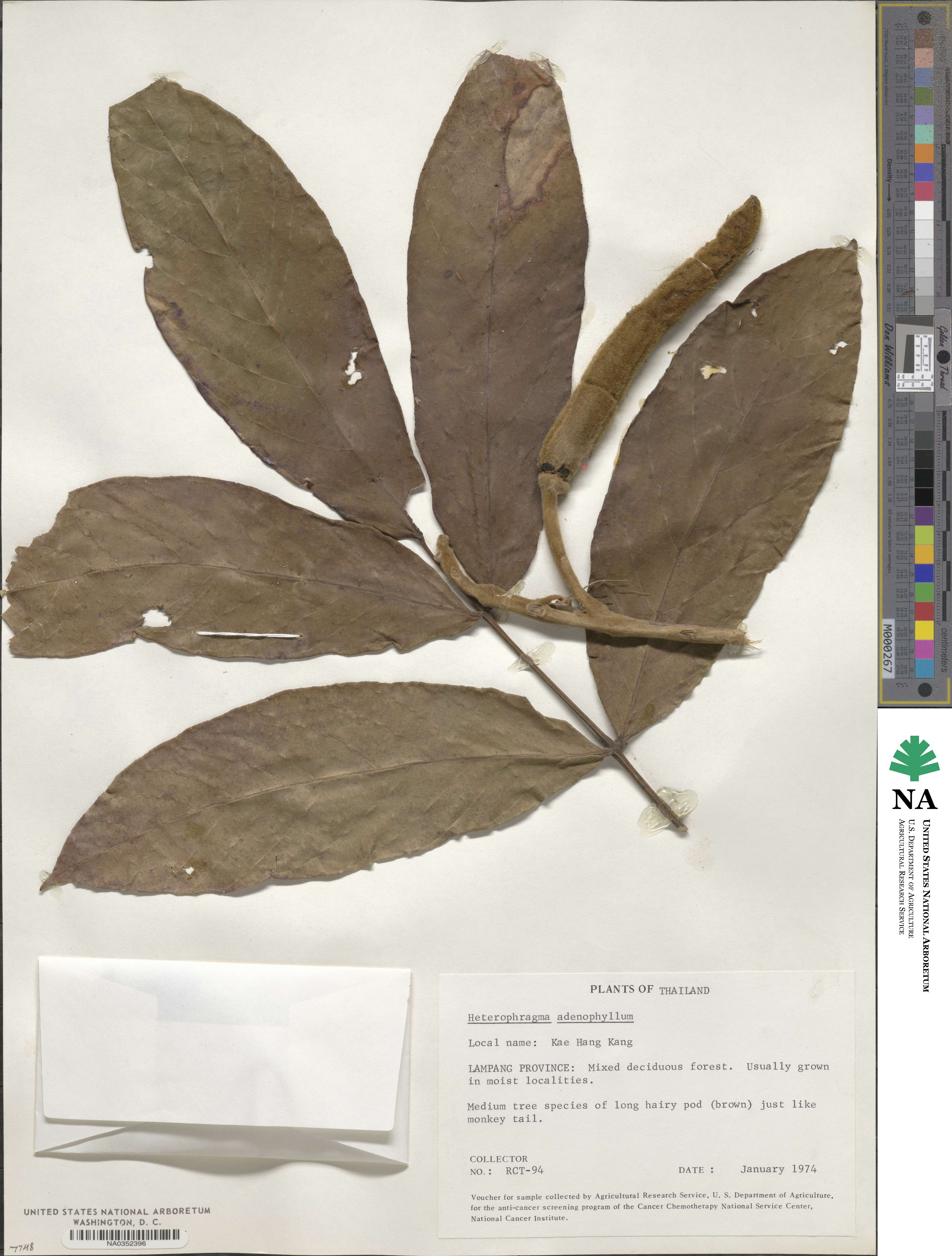 Fernandoa adenophylla image
