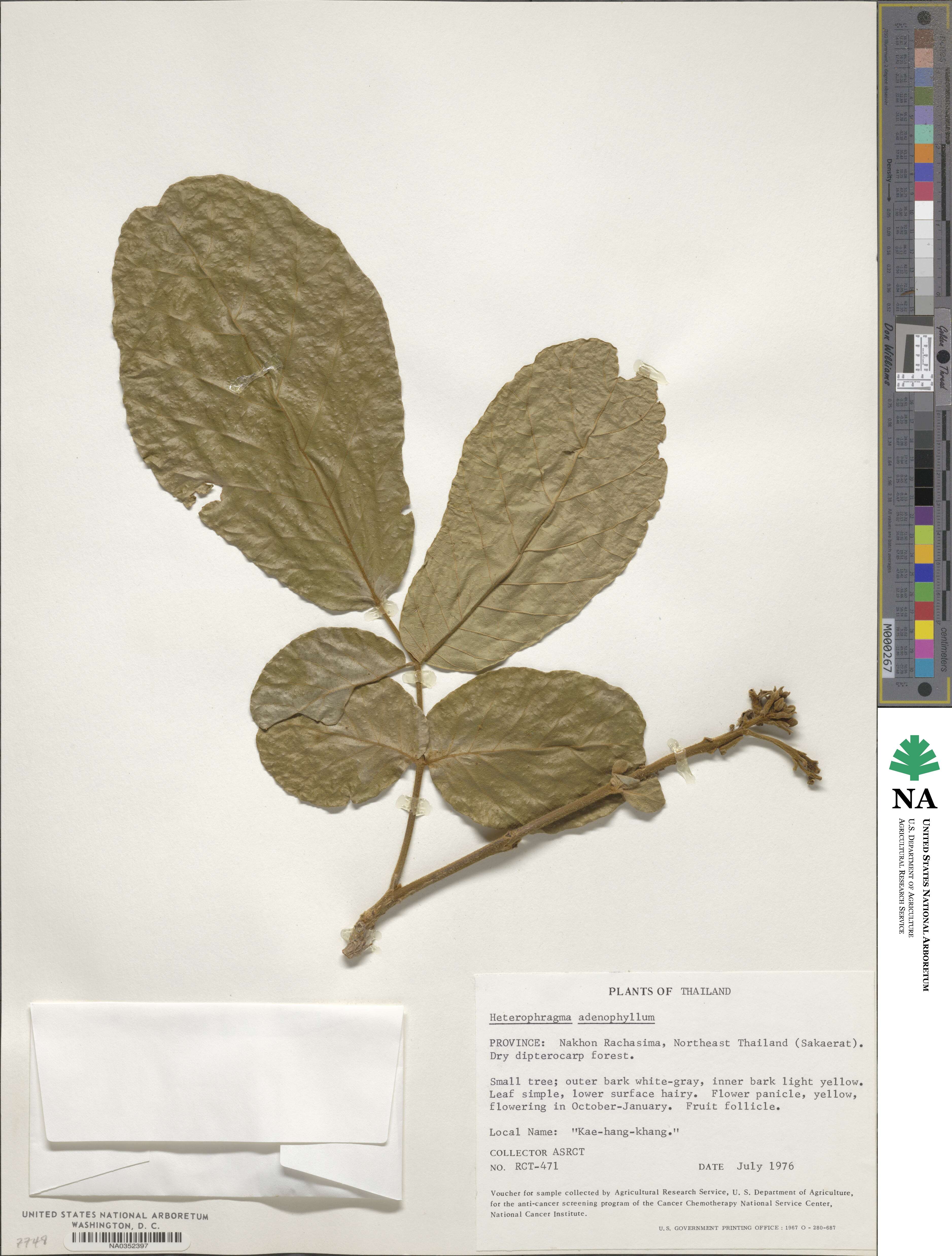 Fernandoa adenophylla image