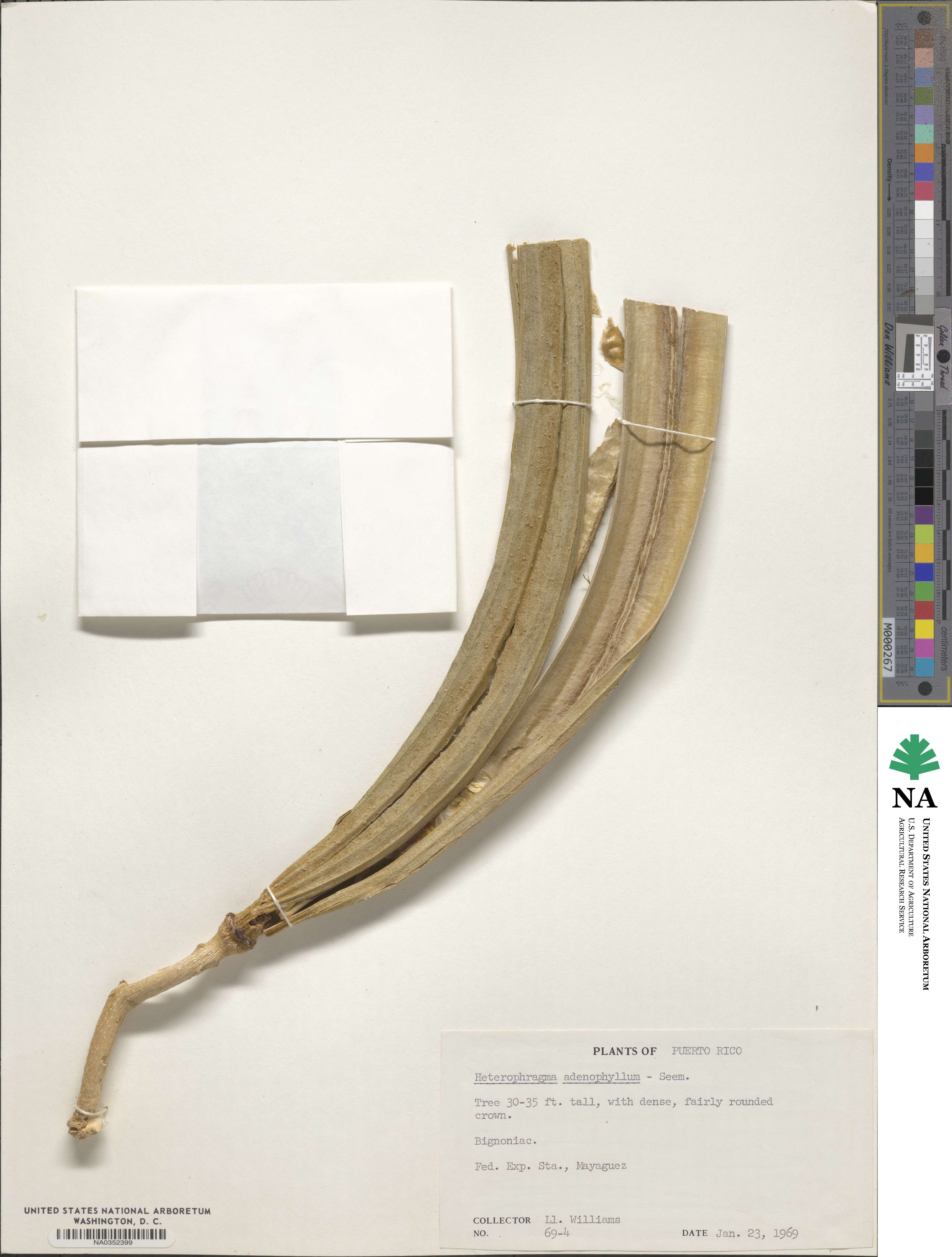 Fernandoa adenophylla image