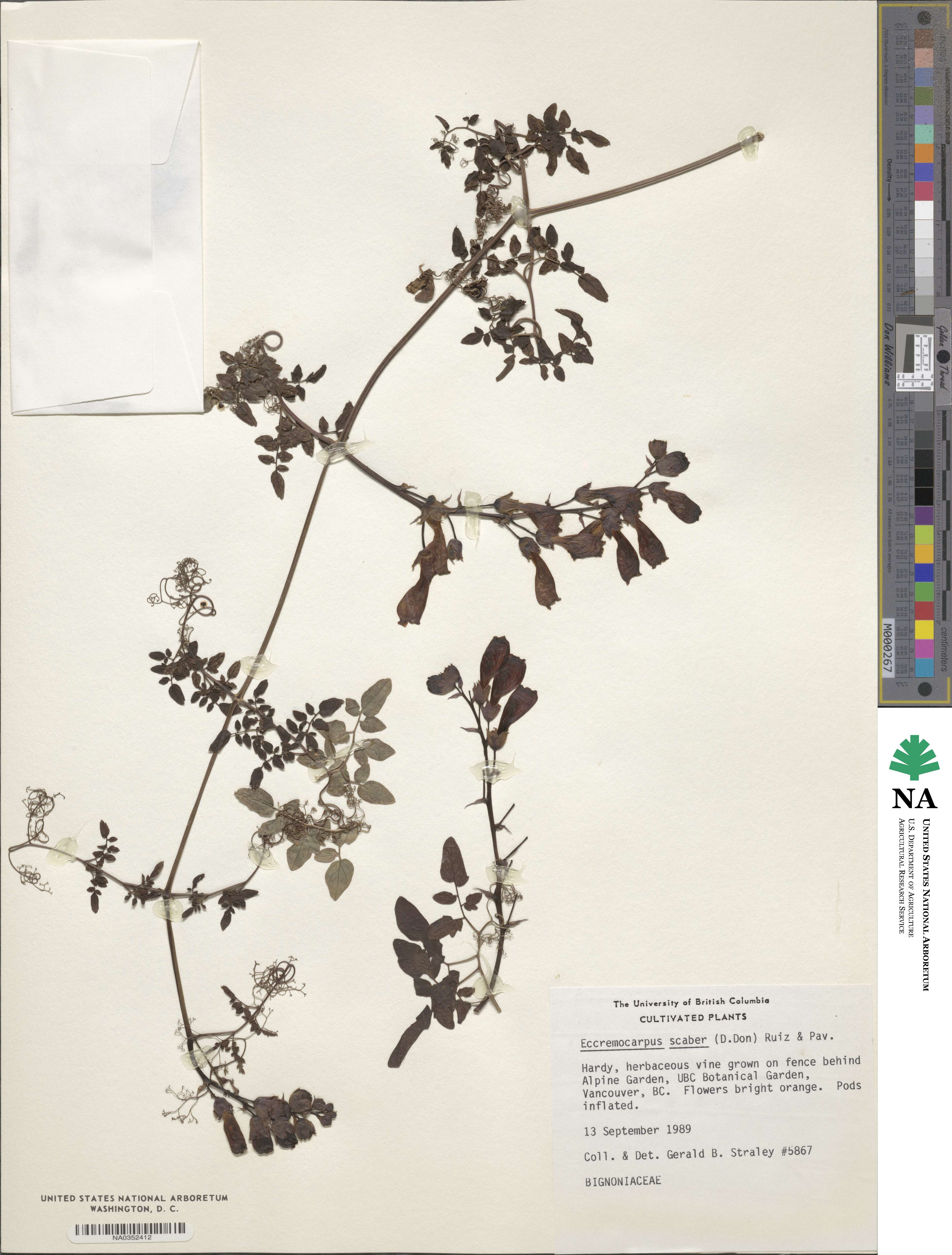 Eccremocarpus scaber image