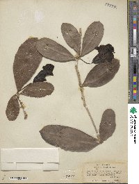 Amphitecna latifolia image