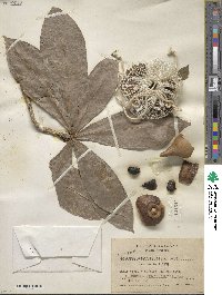 Amphitecna latifolia image