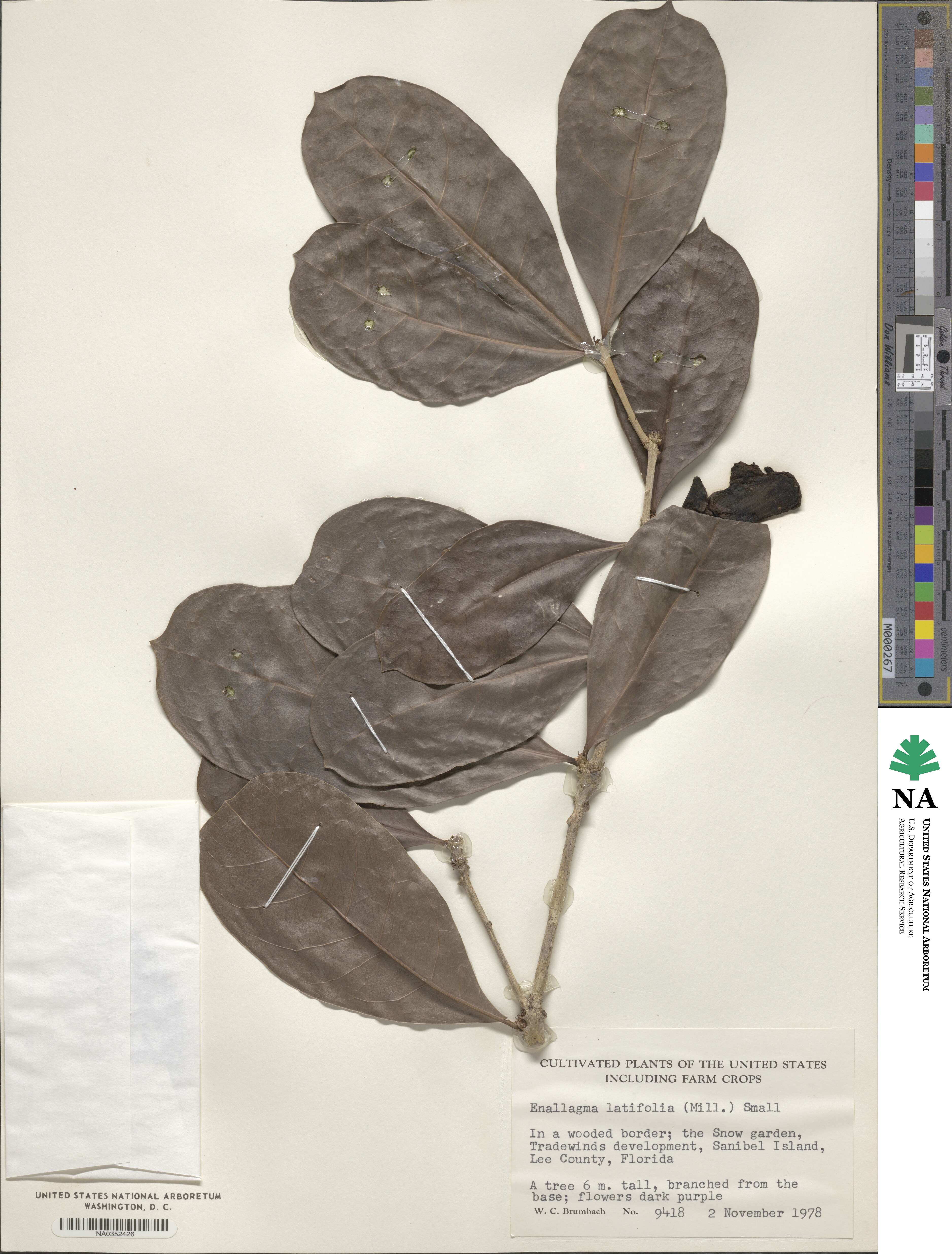 Amphitecna latifolia image