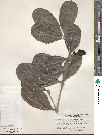 Amphitecna latifolia image