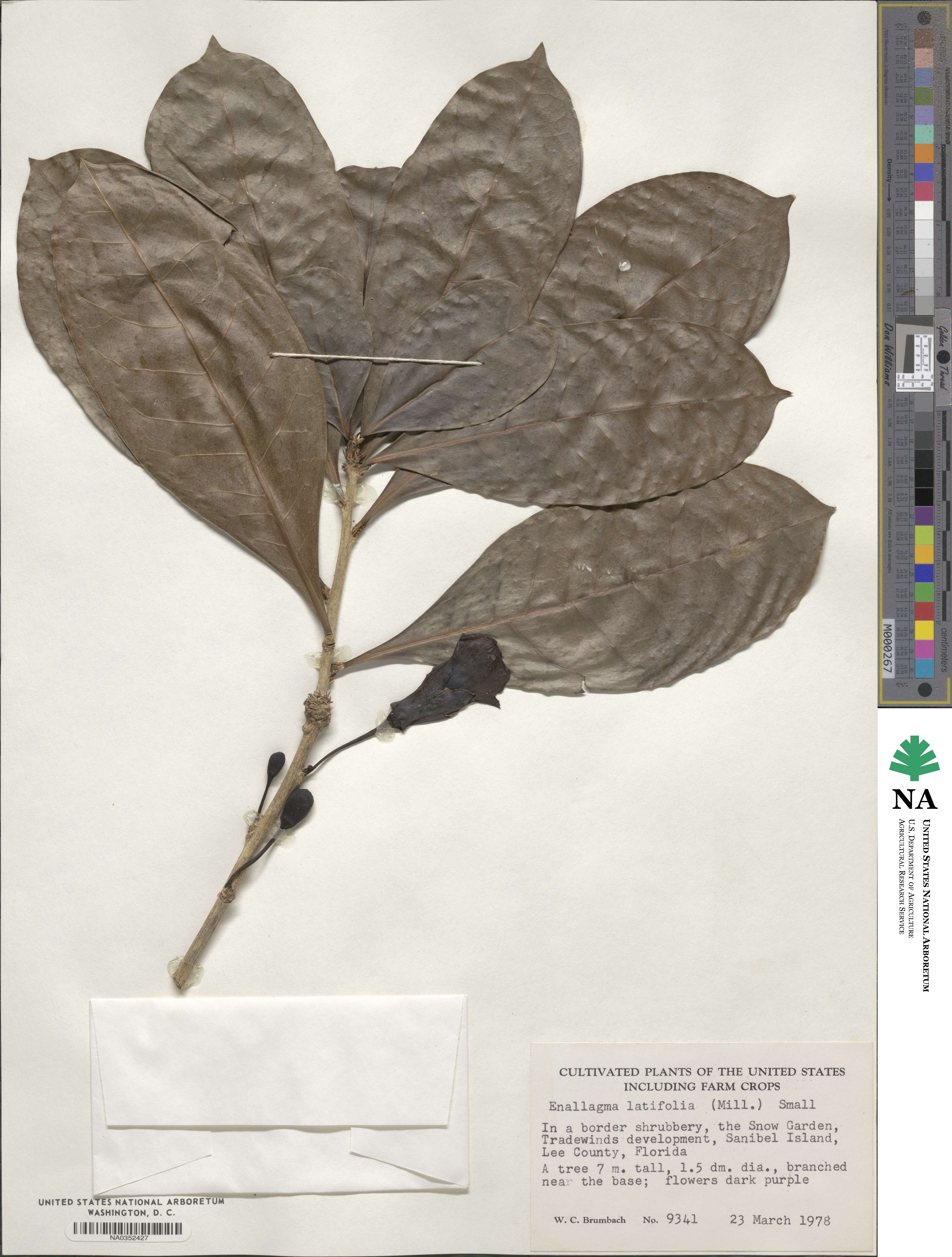 Amphitecna latifolia image