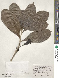 Amphitecna latifolia image