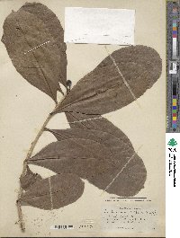 Amphitecna latifolia image