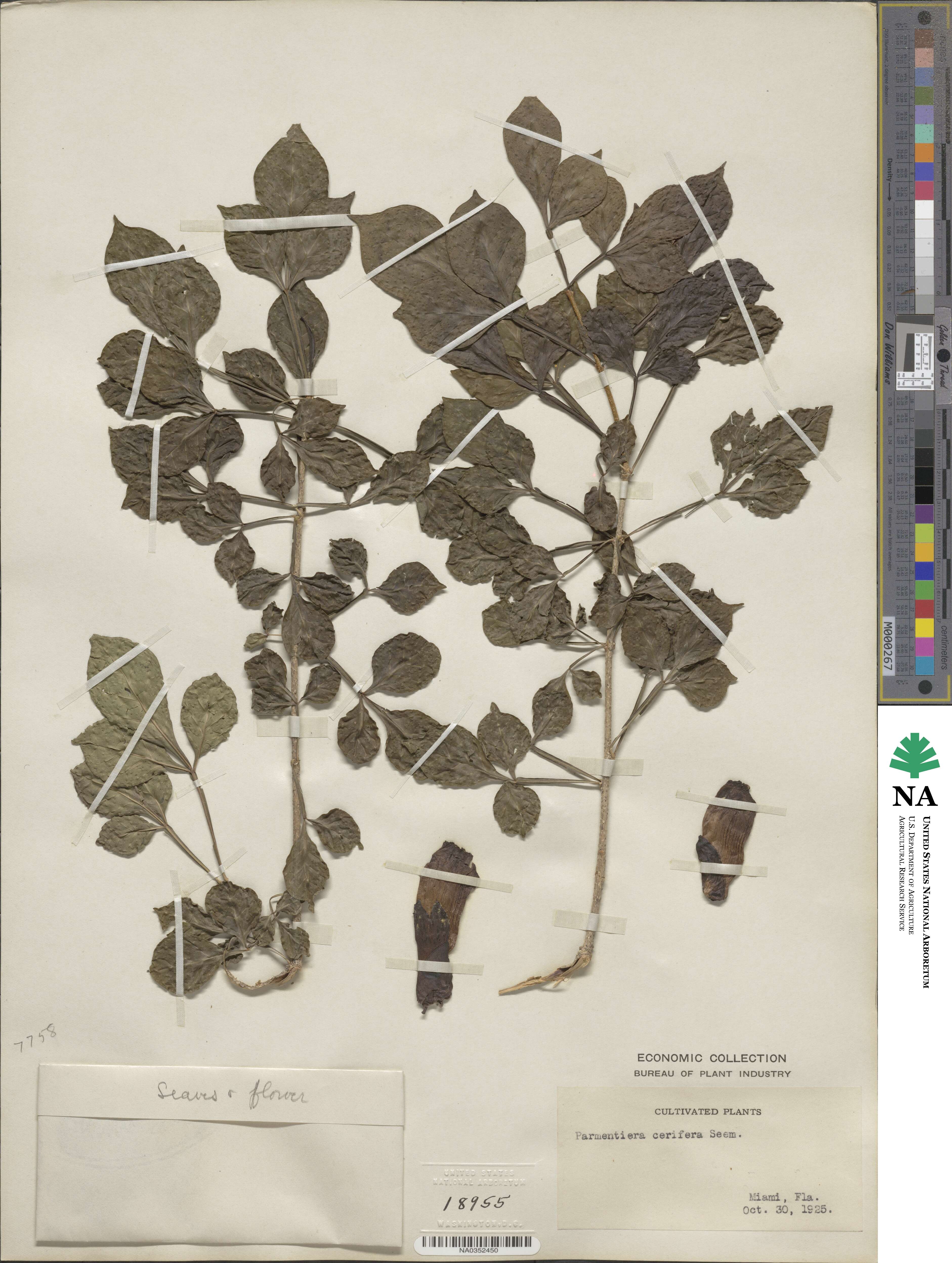 Parmentiera cereifera image