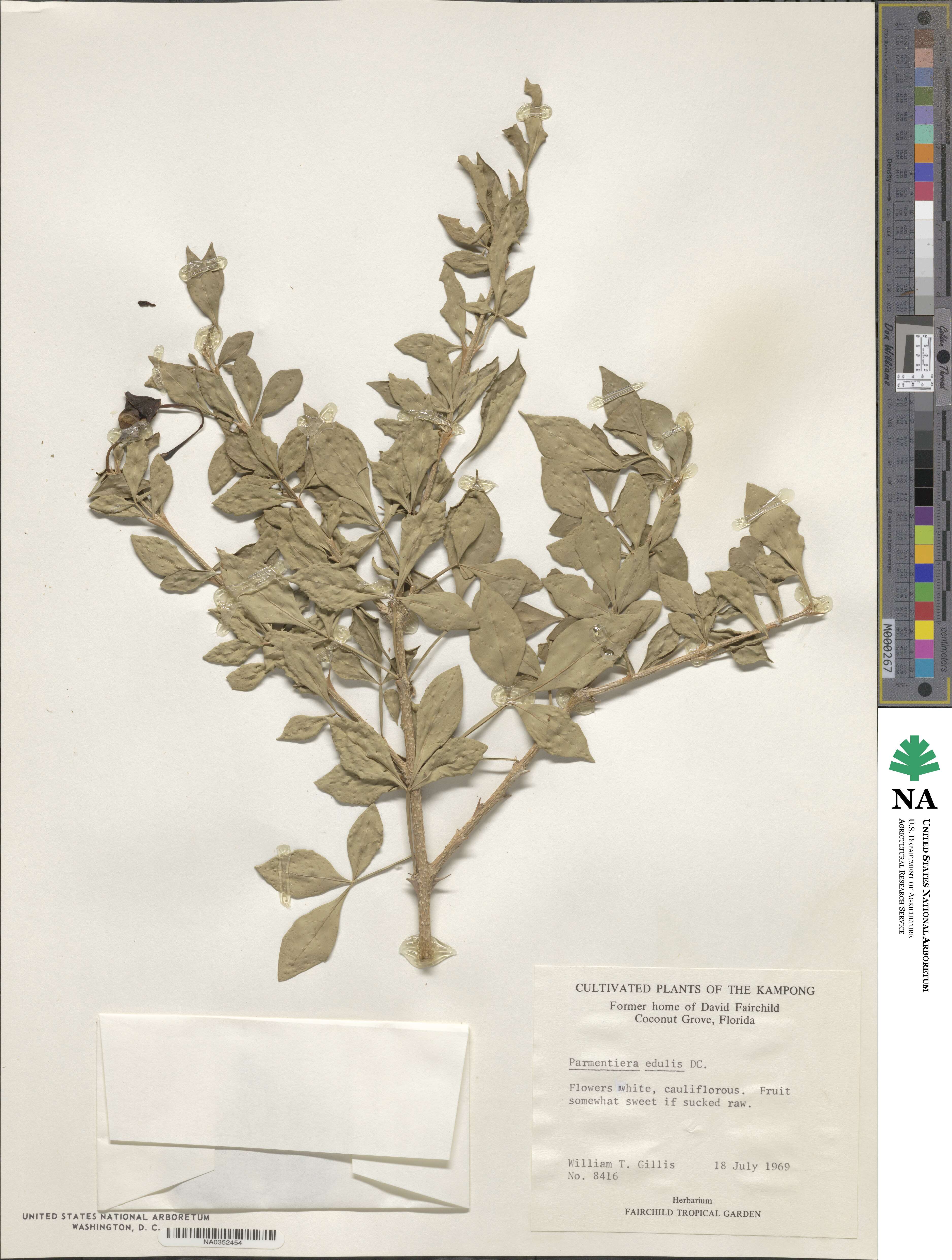 Parmentiera aculeata image