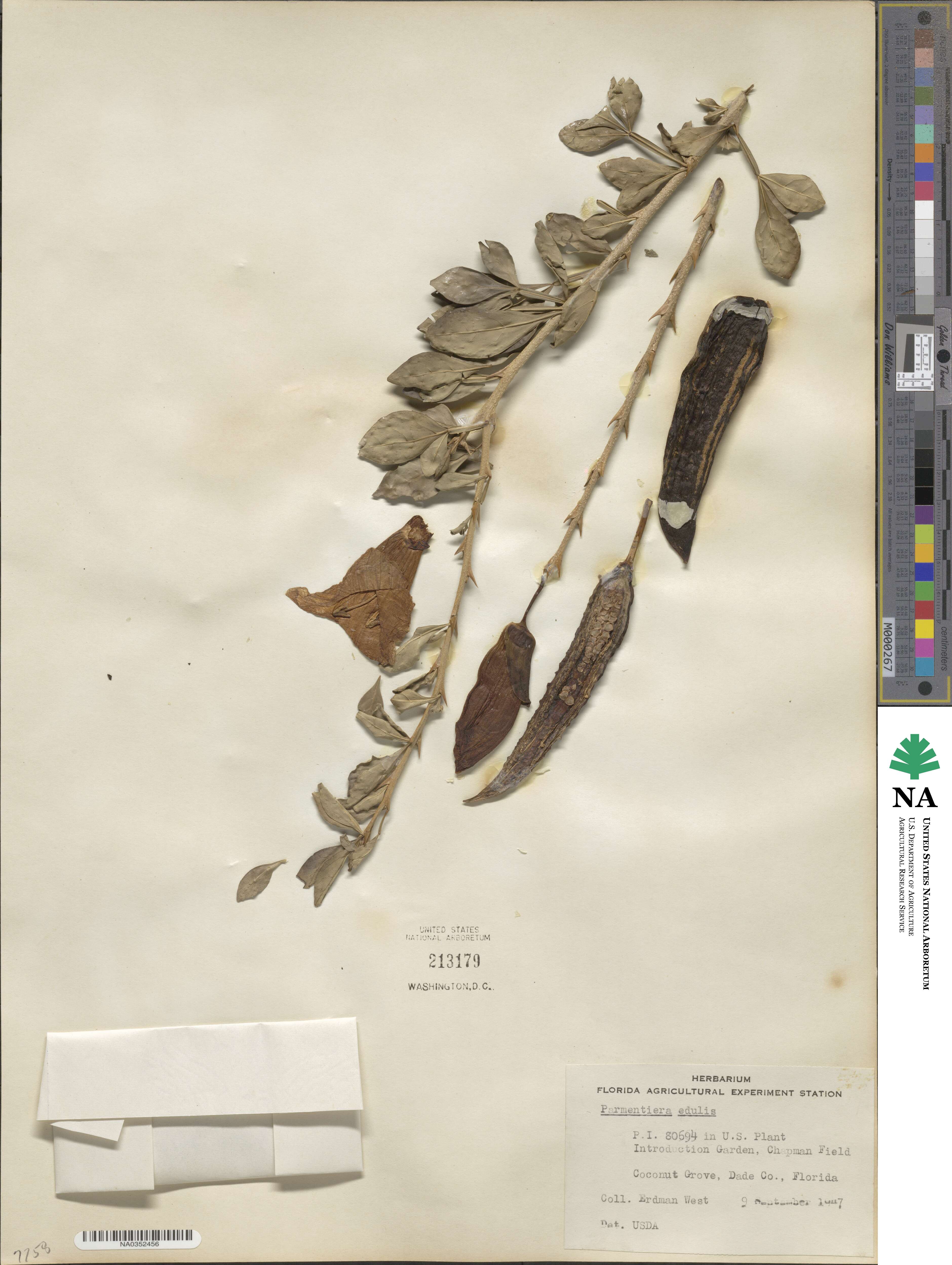 Parmentiera aculeata image