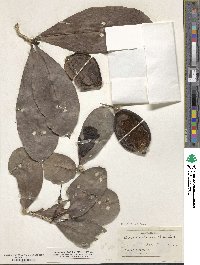 Amphitecna latifolia image