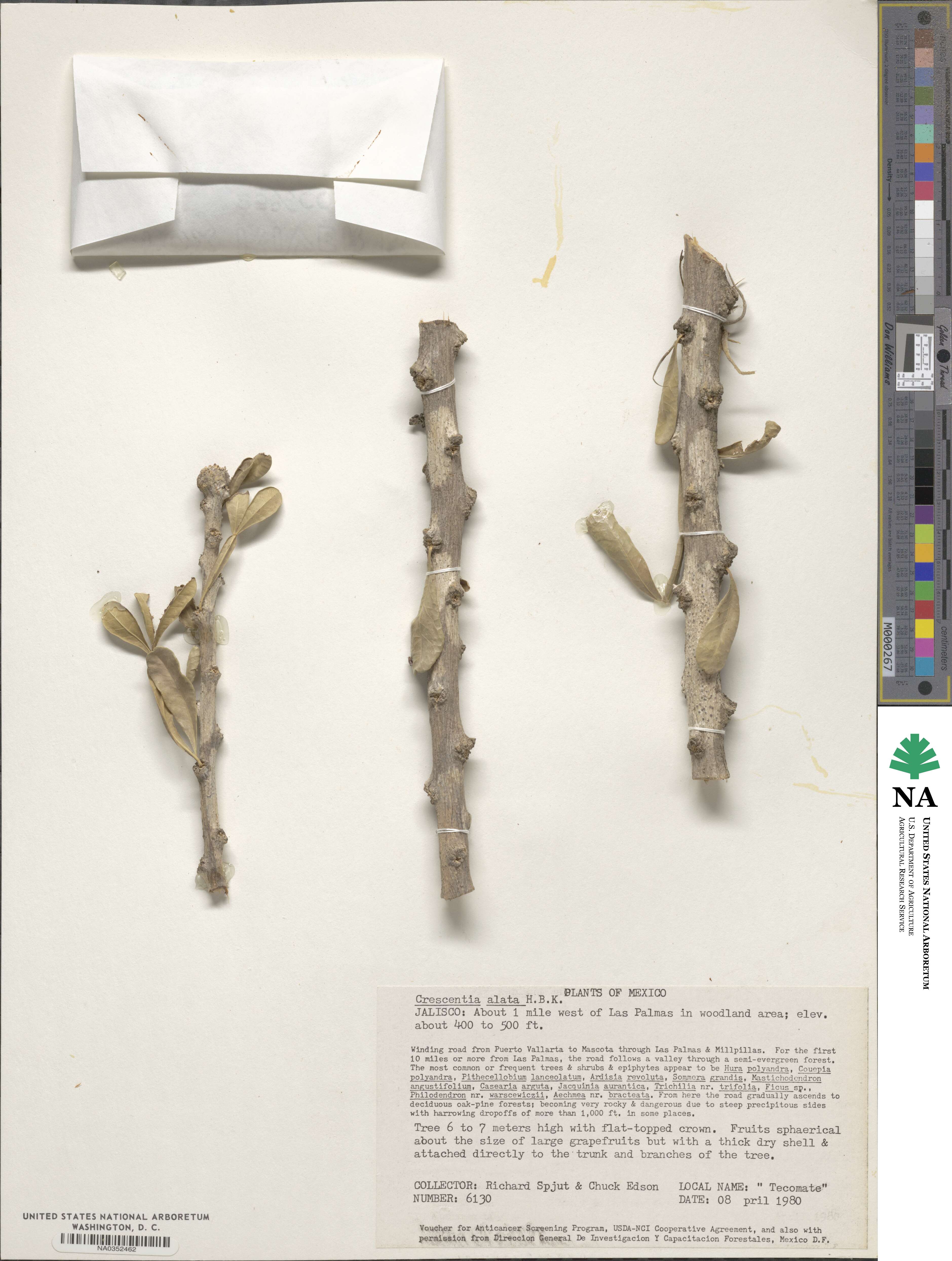 Crescentia alata image