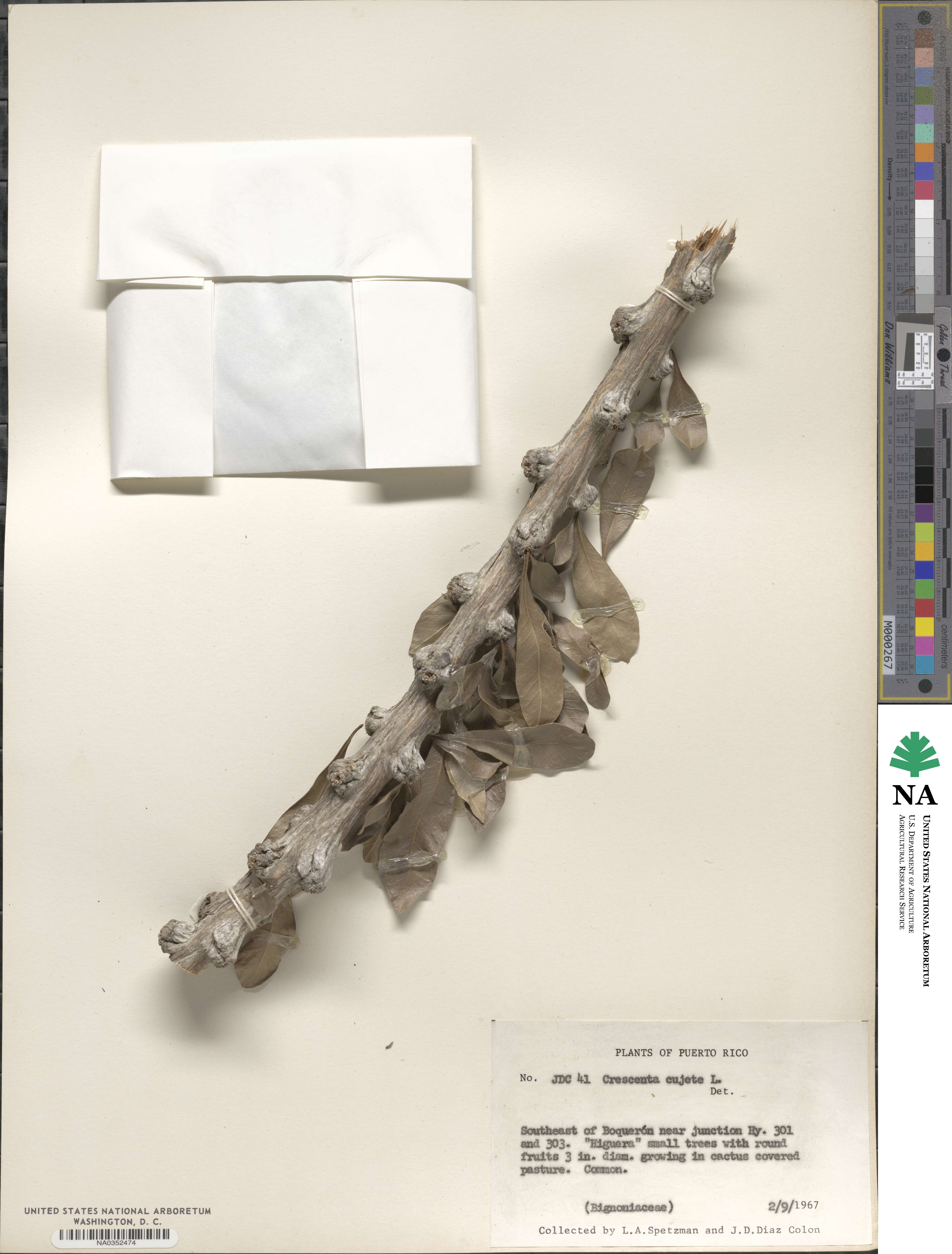 Crescentia image